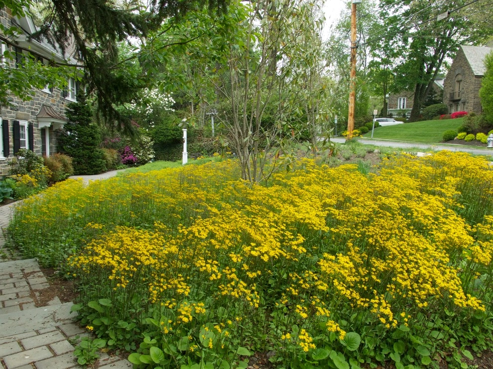 Front Entry Garden (lawn replacement), Ardmore by Donald Pell - Gardens - Photo 6