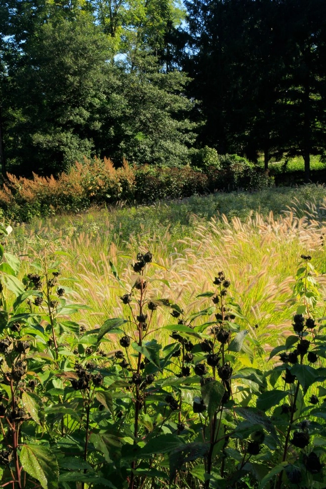 Teardrop Meadow, Birchrunville by Donald Pell - Gardens - Photo 10
