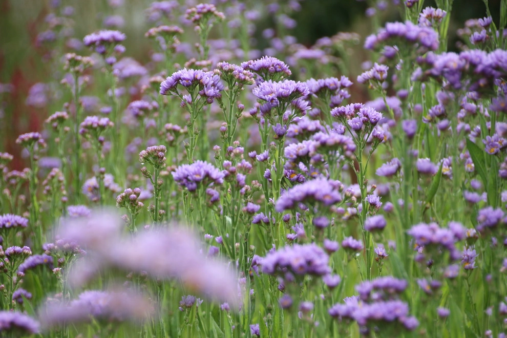 Donald Pell Studio Gardens, East Vincent Township by Donald Pell - Gardens - Photo 17