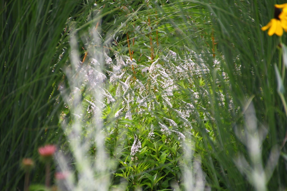 Donald Pell Studio Gardens, East Vincent Township by Donald Pell - Gardens - Photo 38