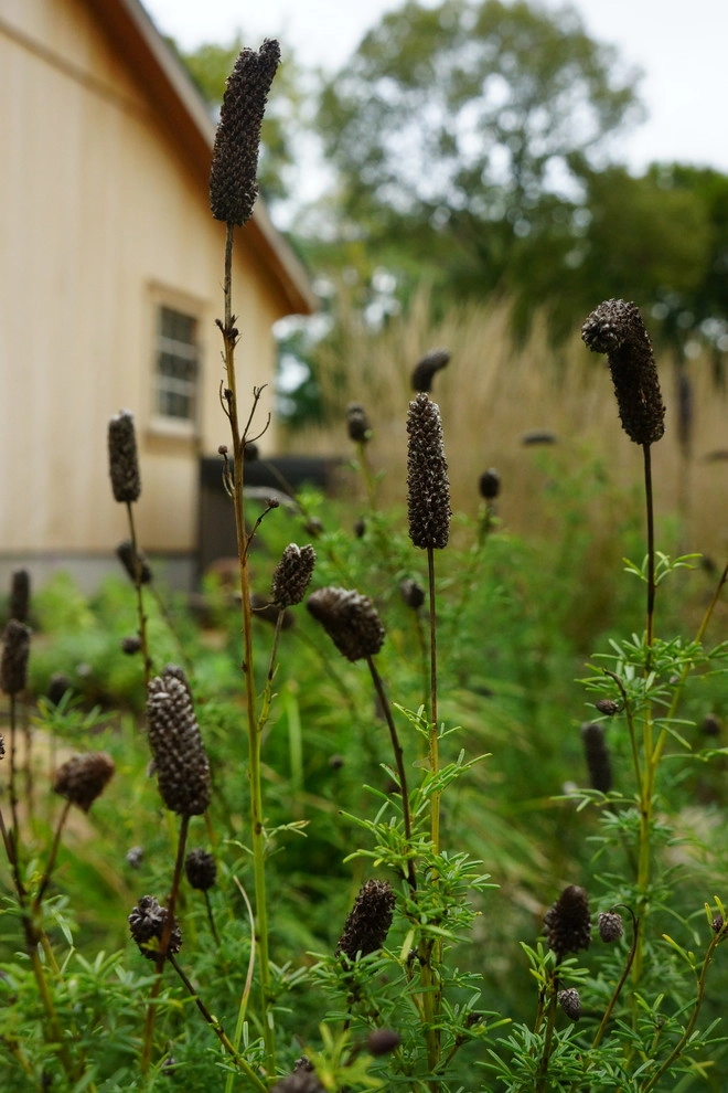 Colonial Farmhouse Garden, Royersford by Donald Pell - Gardens - Photo 21