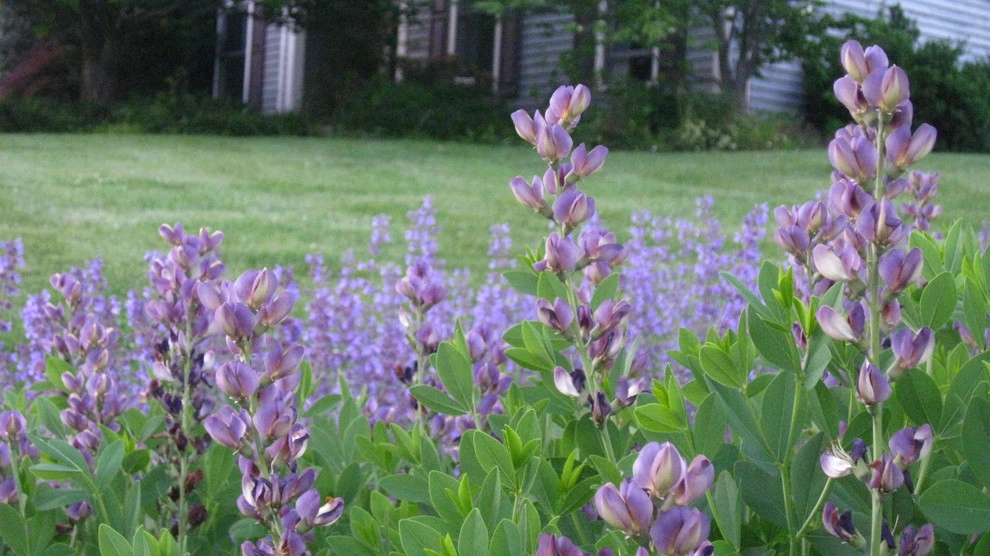Aristocratic Plants by Donald Pell - Gardens - Photo 6