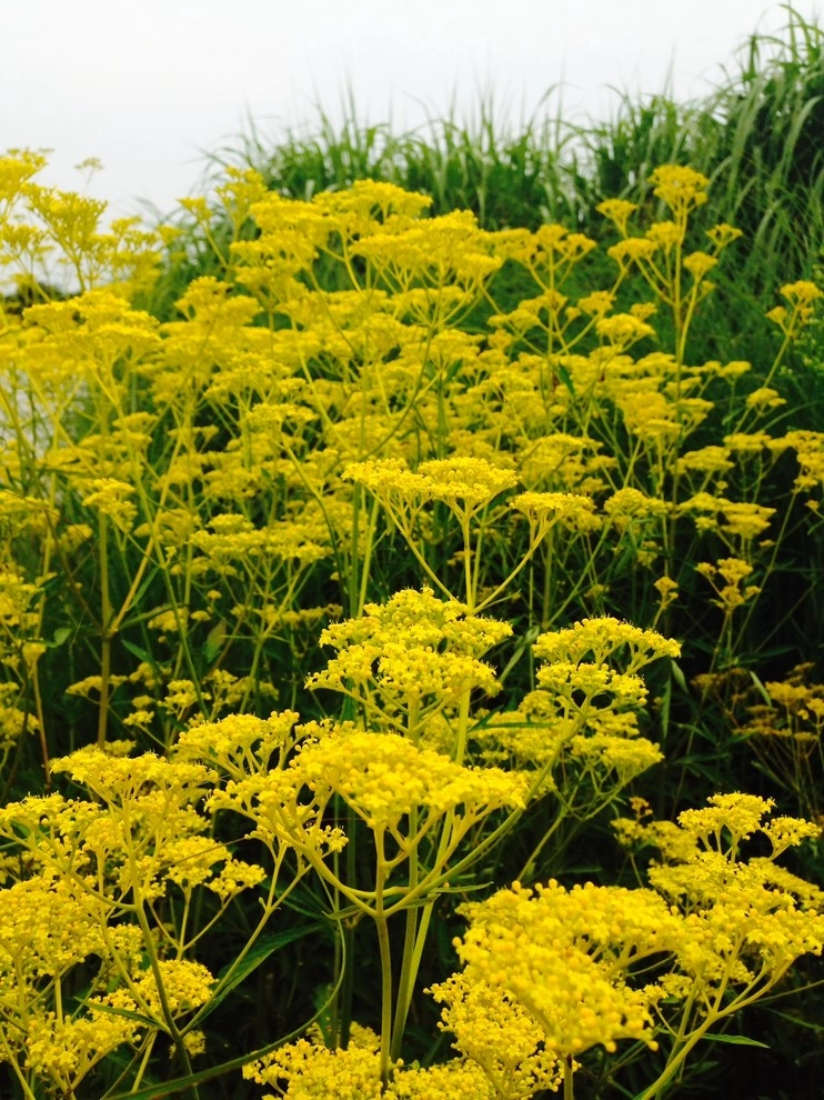 Aristocratic Plants by Donald Pell - Gardens - Photo 10