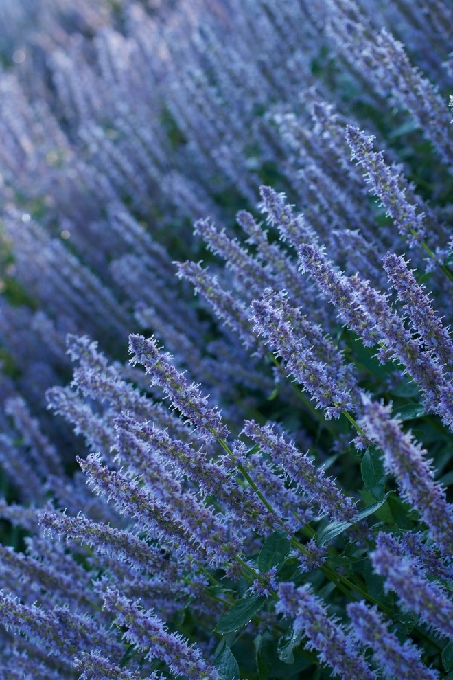 Aristocratic Plants by Donald Pell - Gardens - Photo 7