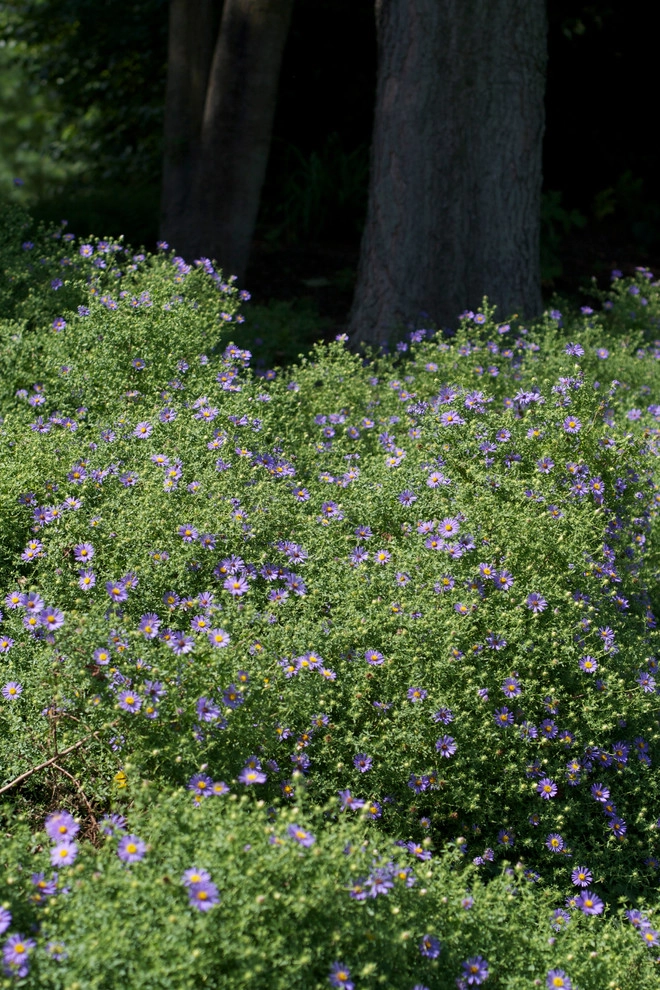 Aristocratic Plants by Donald Pell - Gardens - Photo 3