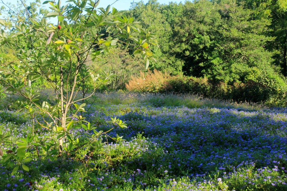 Teardrop Meadow, Birchrunville by Donald Pell - Gardens - Photo 9