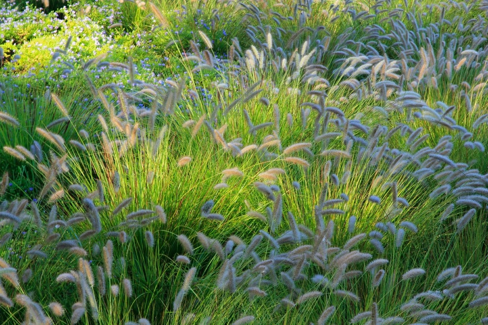 Teardrop Meadow, Birchrunville by Donald Pell - Gardens - Photo 5