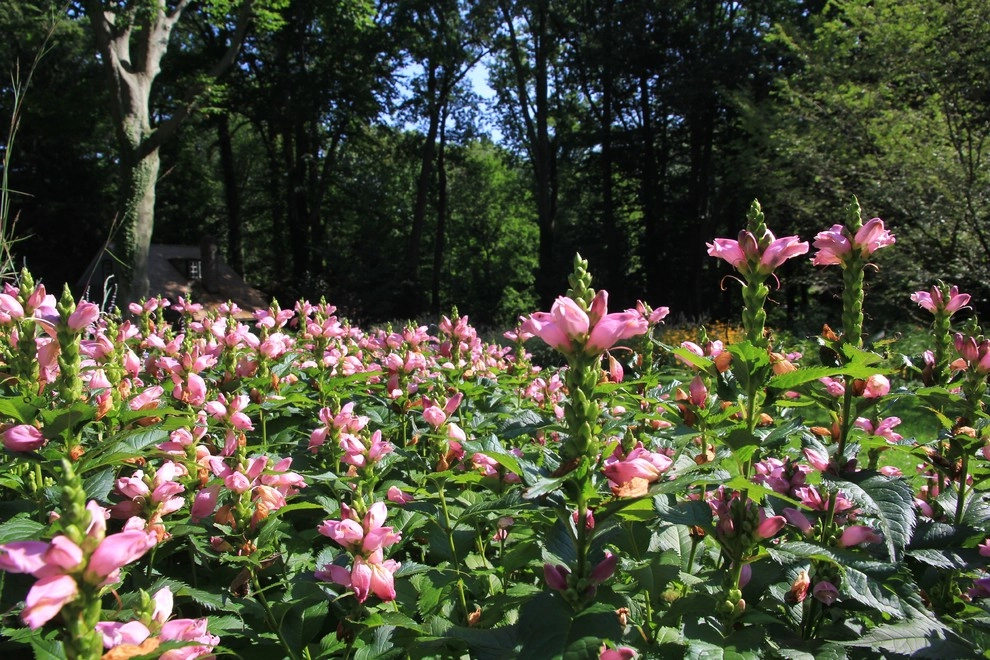 Aristocratic Plants by Donald Pell - Gardens - Photo 17