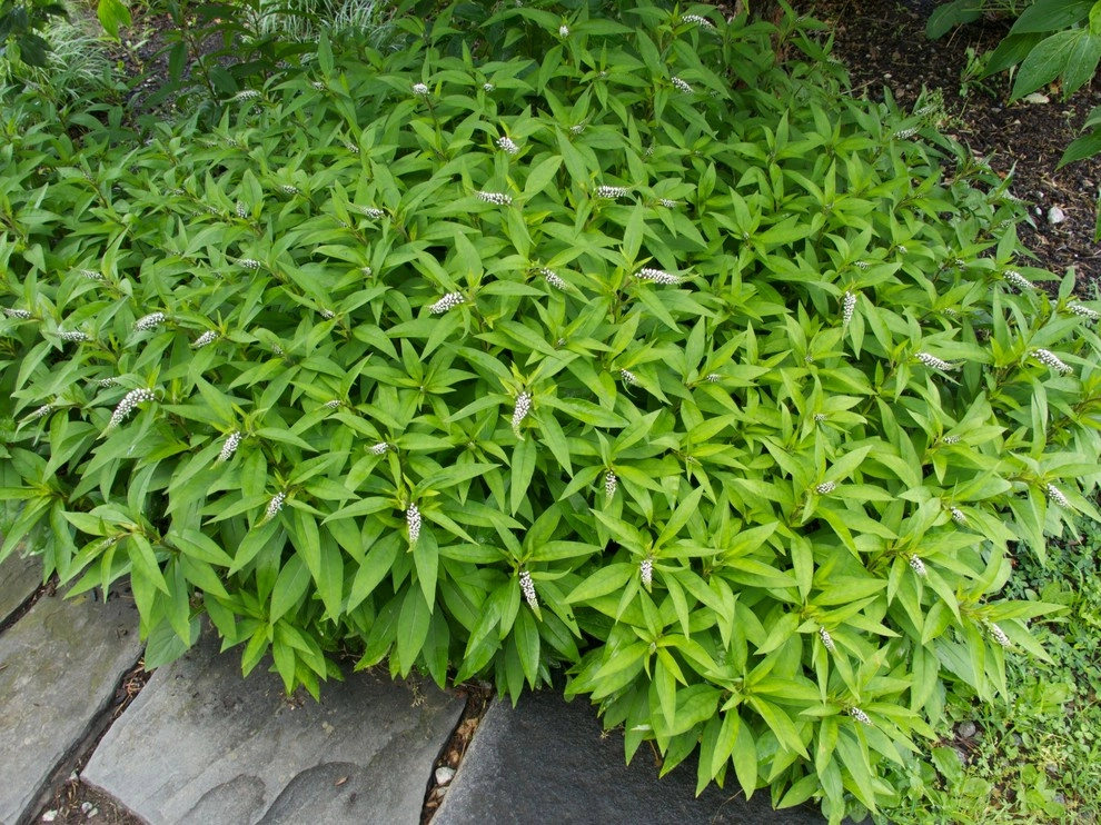 Aristocratic Plants by Donald Pell - Gardens - Photo 14