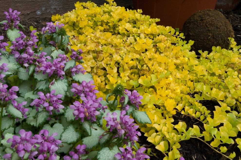 Cedar Hills Grand Ranch by Drake's 7 Dees Landscaping & Garden Center - Photo 5