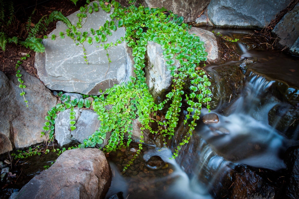 SW Portland Home by Drake's 7 Dees Landscaping & Garden Center - Photo 6