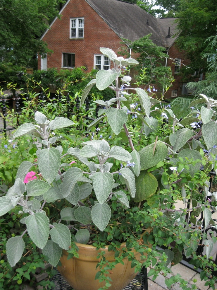 Missionary Ridge Historic Estate by Dream Gardens Landscape Design & Installation - Photo 11