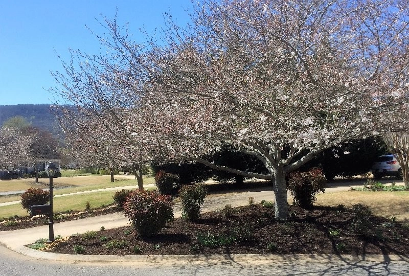 Suburban Spring Redo - Cummings Cove by Dream Gardens Landscape Design & Installation - Photo 3