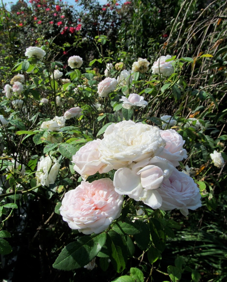 St Elmo Historic Cottage by Dream Gardens Landscape Design & Installation - Photo 28