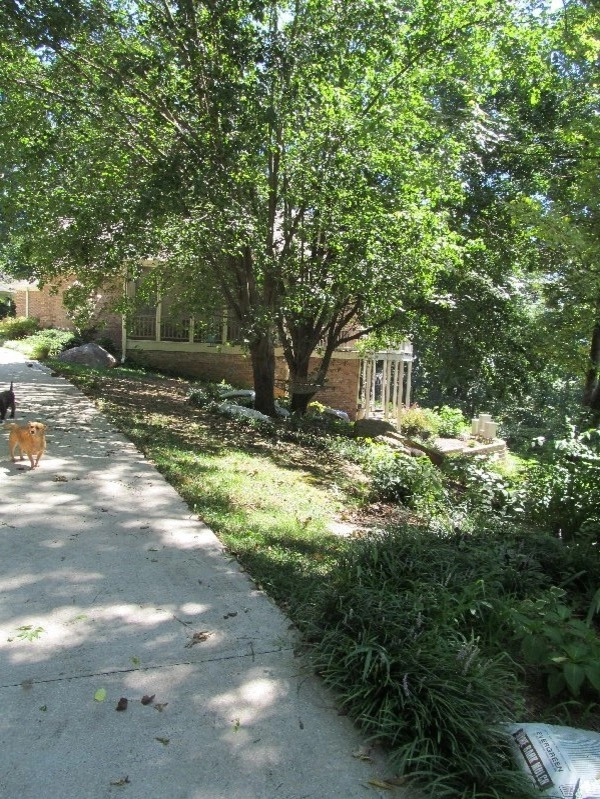 Signal Mountain Rain Garden by Dream Gardens Landscape Design & Installation - Photo 3