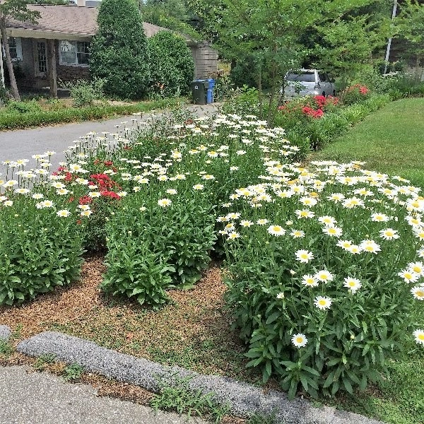 North Chattanooga Mini-Estate by Dream Gardens Landscape Design & Installation - Photo 9