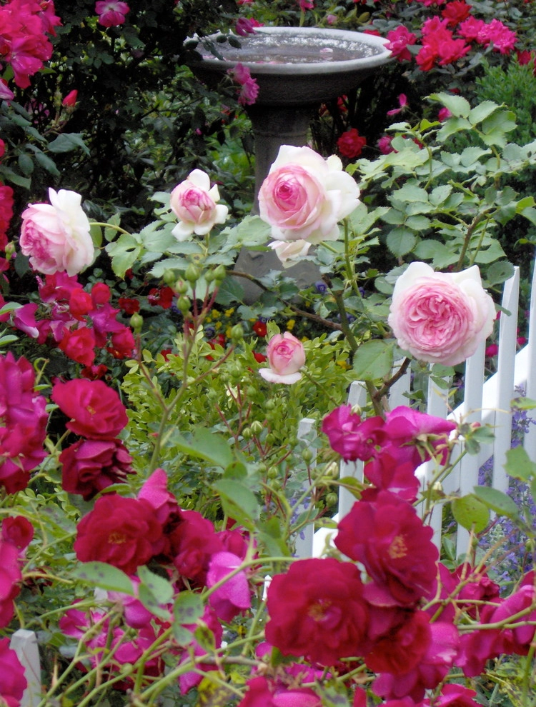 St Elmo Historic Cottage by Dream Gardens Landscape Design & Installation - Photo 17