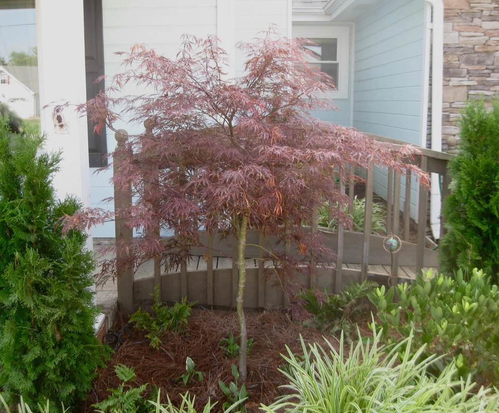 Mixed Styles by Dream Gardens Landscape Design & Installation - Photo 13