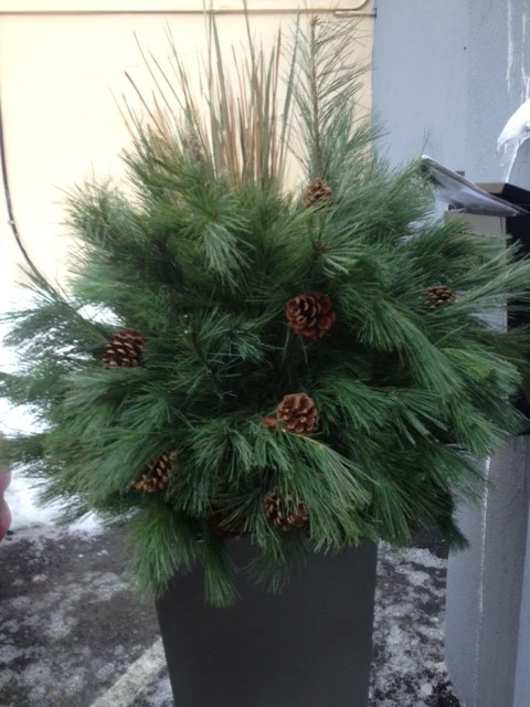 Winter Arrangements by Innovative Garden Design - Photo 7