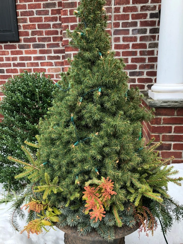 Winter Arrangements by Innovative Garden Design - Photo 12