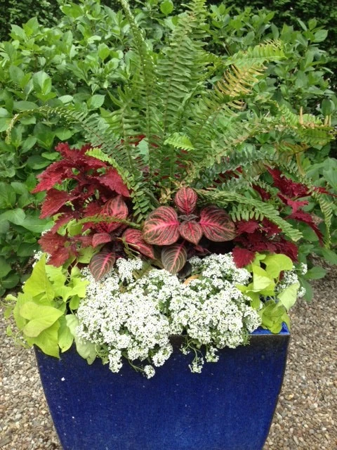 Pots, Planters and Window Boxes by Innovative Garden Design - Photo 13