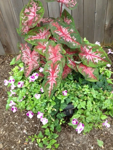 Pots, Planters and Window Boxes by Innovative Garden Design - Photo 11
