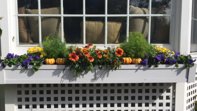 Pots, Planters and Window Boxes by Innovative Garden Design - Photo 7