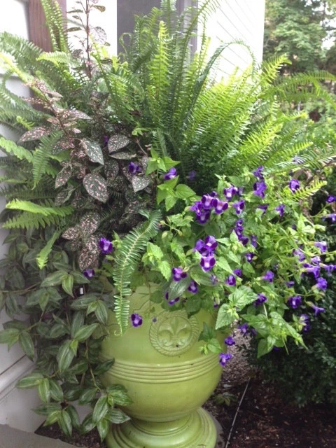 Pots, Planters and Window Boxes by Innovative Garden Design - Photo 8