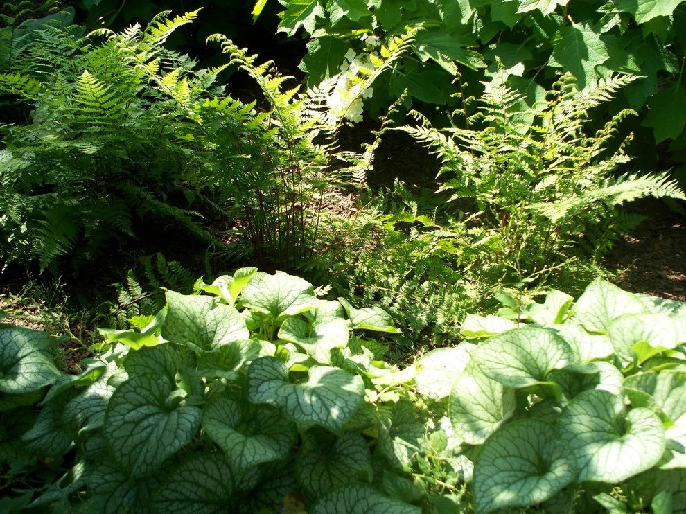 Shade Gardens by Innovative Garden Design - Photo 5