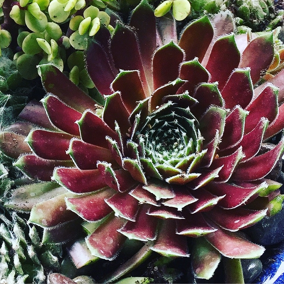 Succulent Container Gardening in Piedmont by DVA Consulting And Design - Photo 5