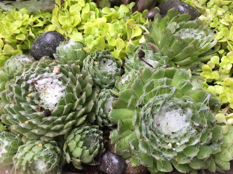 Succulent Container Gardening in Piedmont by DVA Consulting And Design - Photo 2