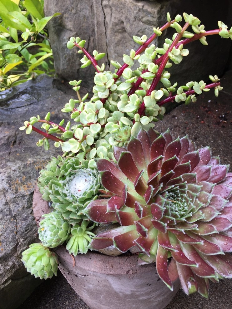 Succulent Container Gardening in Piedmont by DVA Consulting And Design - Photo 3