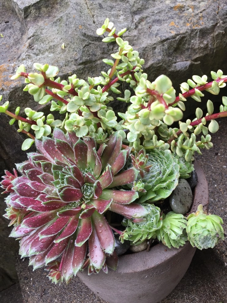 Succulent Container Gardening in Piedmont by DVA Consulting And Design - Photo 4