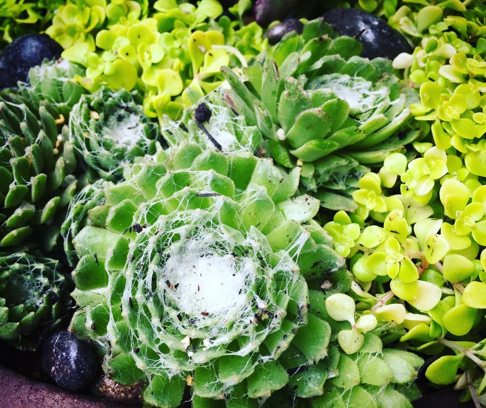 Succulent Container Gardening in Piedmont by DVA Consulting And Design - Photo 7