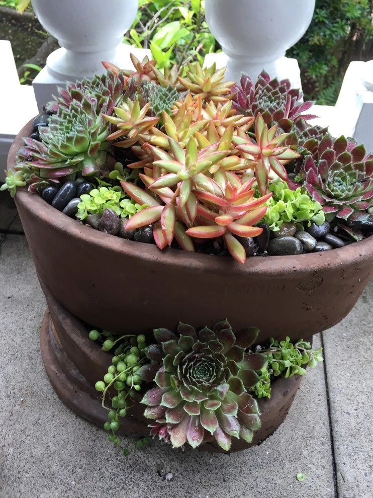 Succulent Container Gardening in Piedmont by DVA Consulting And Design - Photo 6