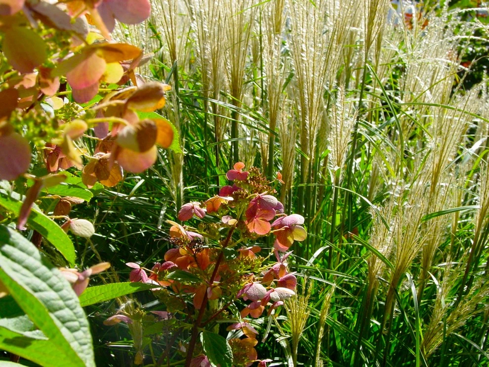 Karen K. Ma Landscape Design Studio LLC - Photo 4
