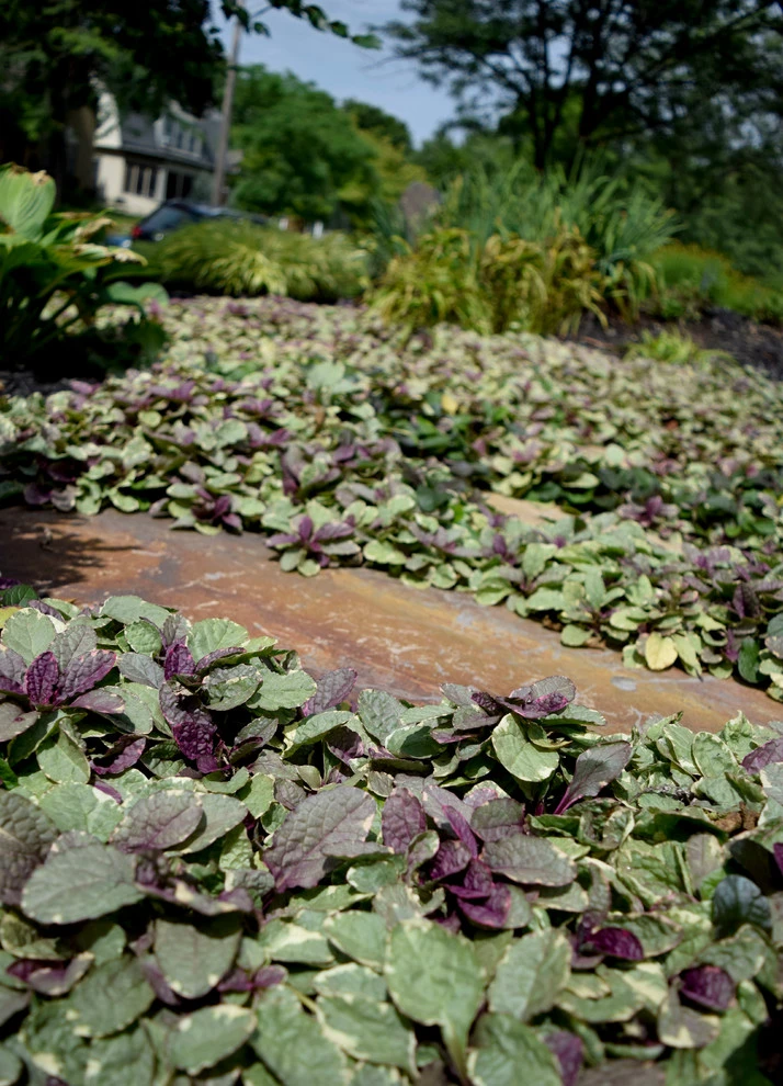 Lawnless by Grateful Beds - Photo 2