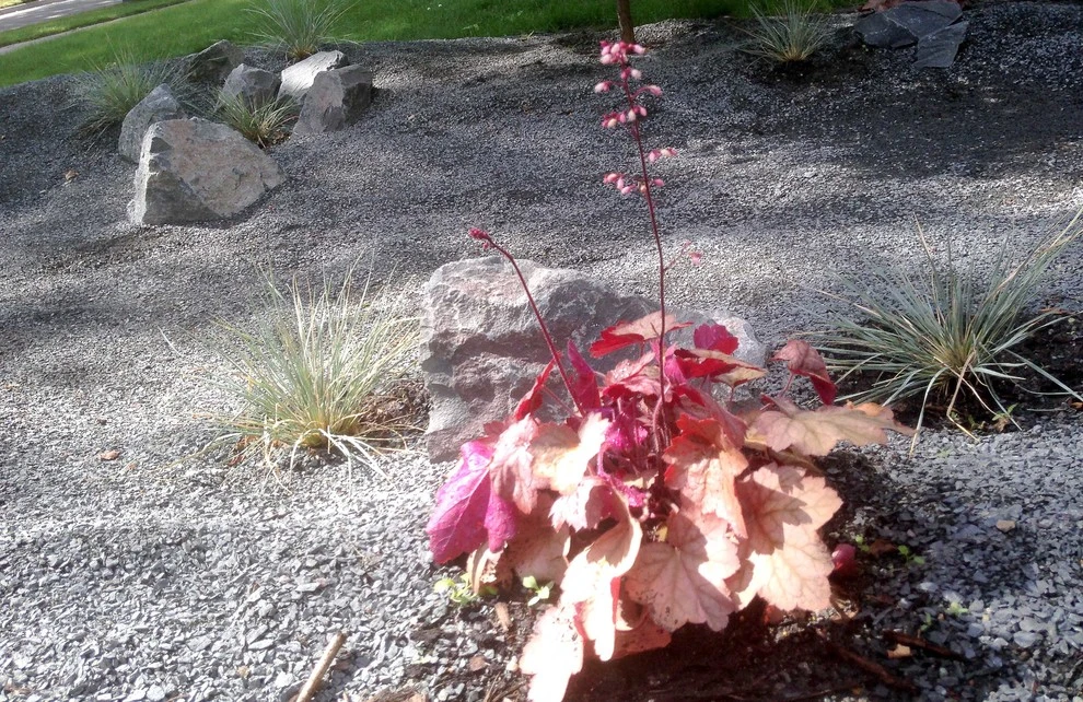 The Rock'in Rain Garden by Grateful Beds - Photo 9