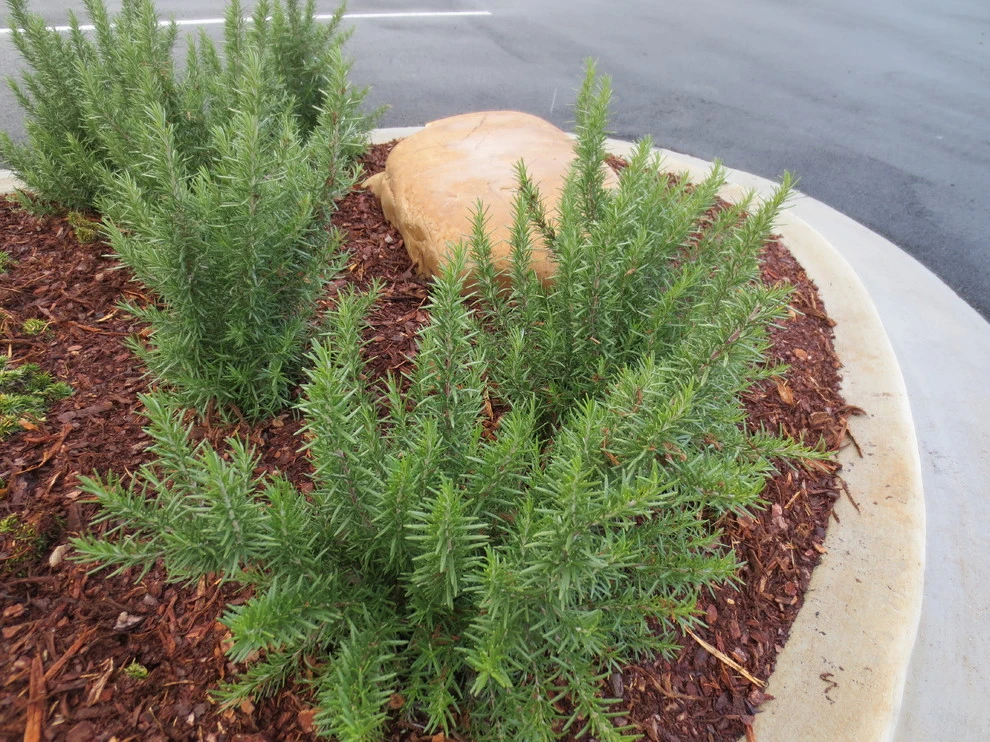 Commercial Plant Design by GRC Design Group - Photo 3