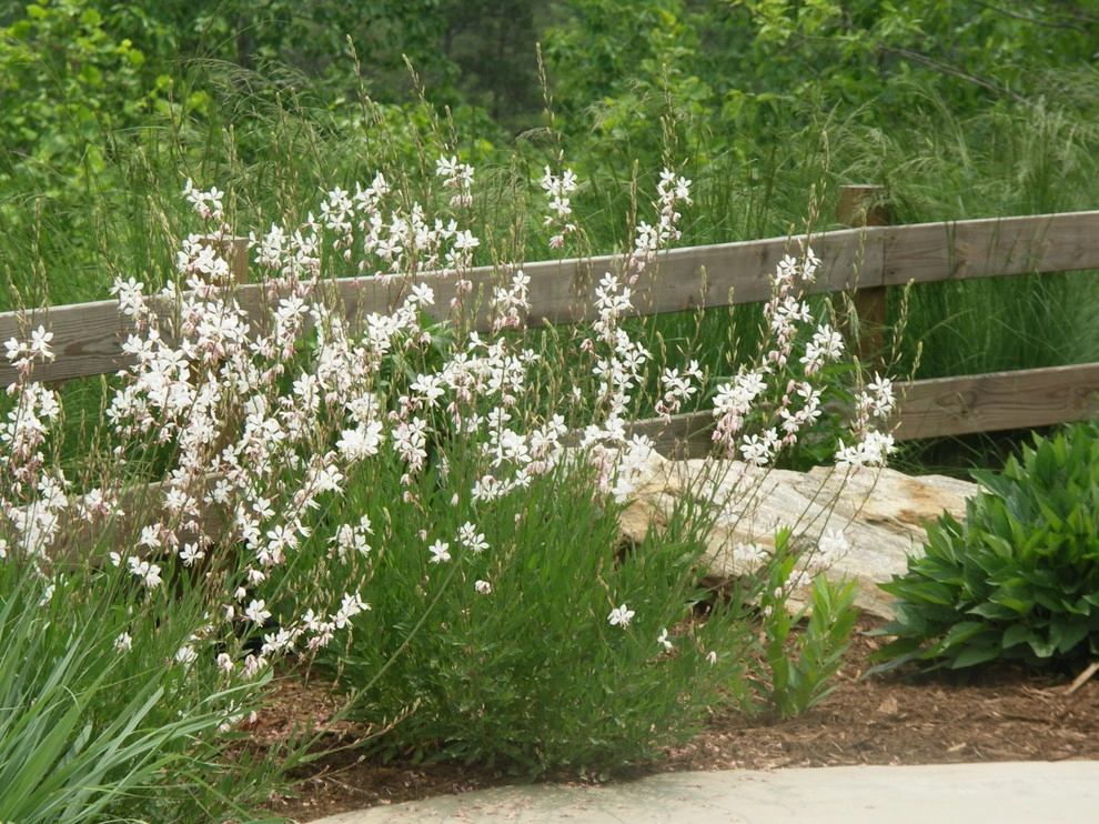 Native Plants and Planting Palettes by Earth Design, Inc. - Photo 29