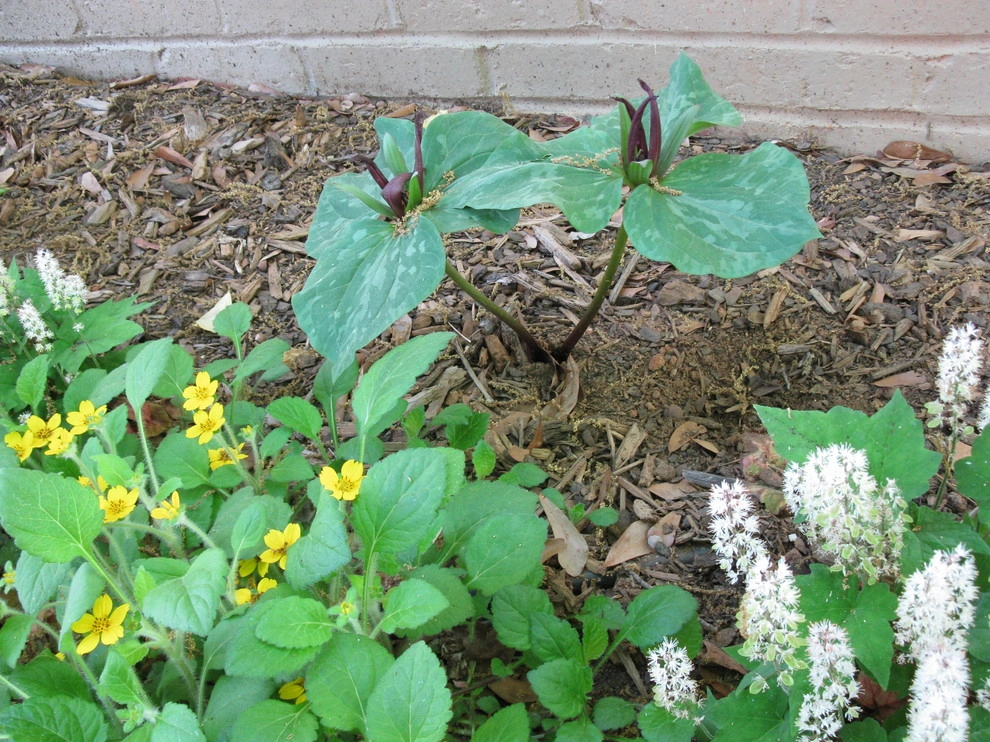 Native Plants and Planting Palettes by Earth Design, Inc. - Photo 47