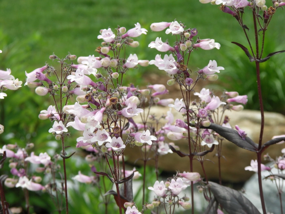 Native Plants and Planting Palettes by Earth Design, Inc. - Photo 13