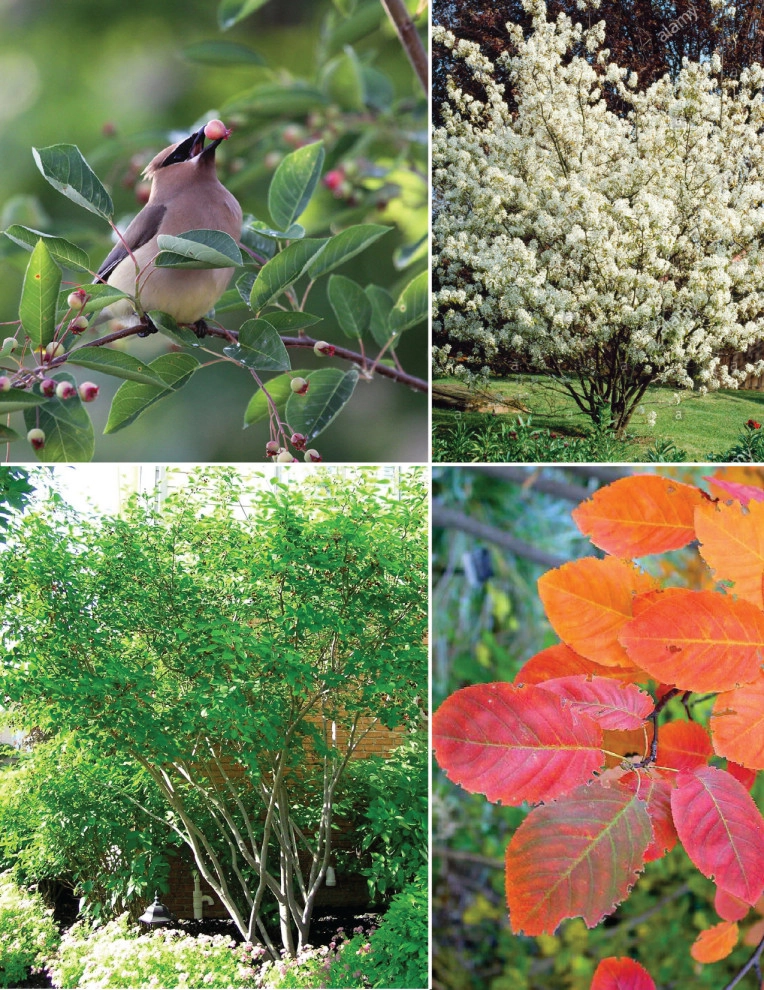 Native Plants and Planting Palettes by Earth Design, Inc. - Photo 16