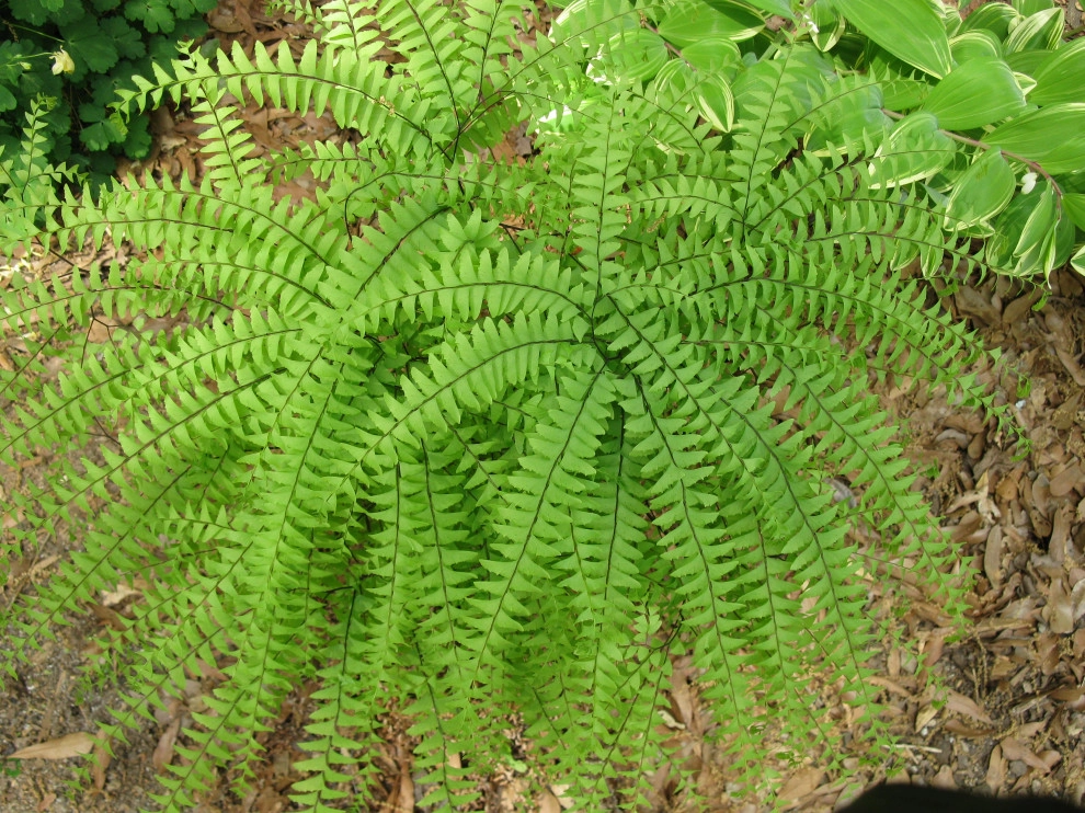 Native Plants and Planting Palettes by Earth Design, Inc. - Photo 36