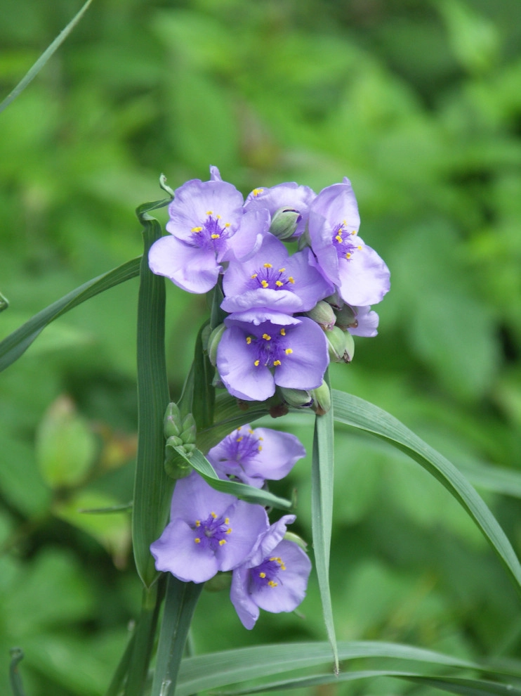 Native Plants and Planting Palettes by Earth Design, Inc. - Photo 28