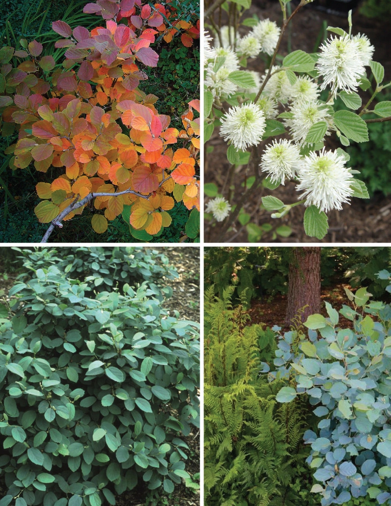 Native Plants and Planting Palettes by Earth Design, Inc. - Photo 38