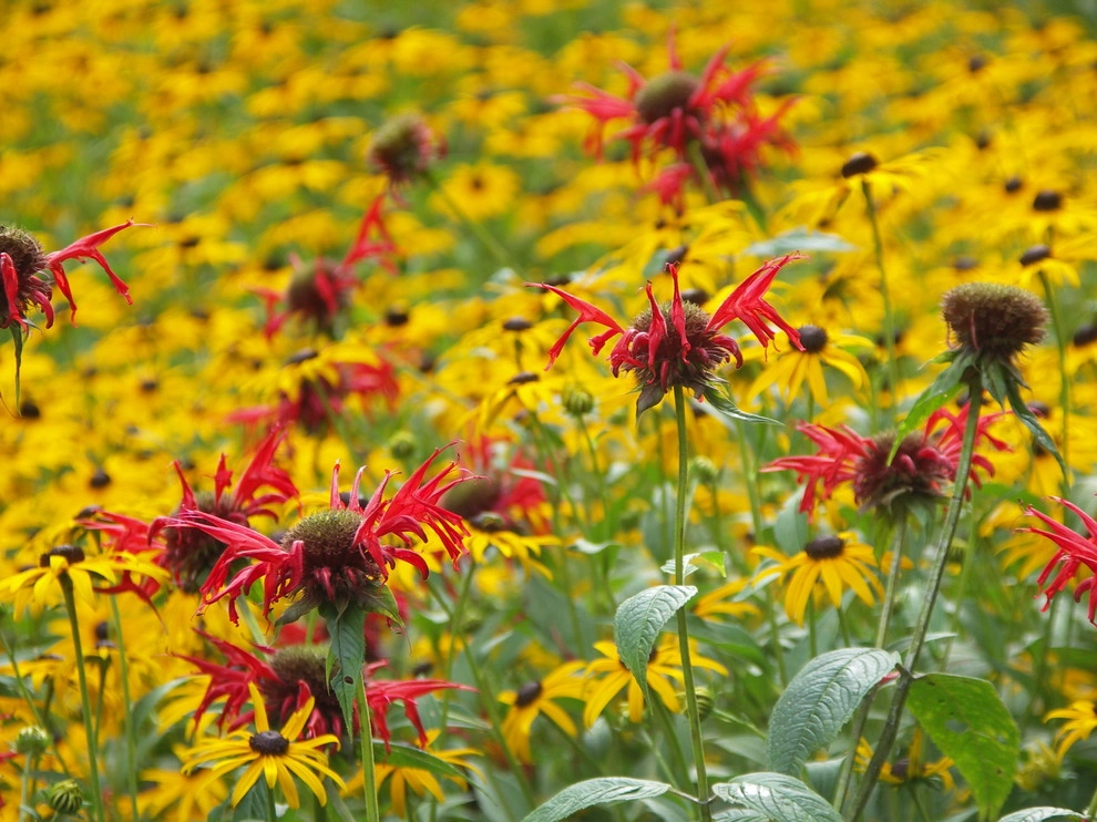 Native Plants and Planting Palettes by Earth Design, Inc. - Photo 3