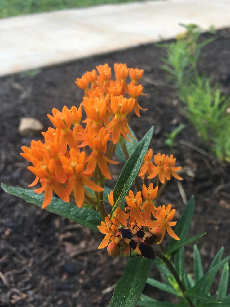 Native Plants and Planting Palettes by Earth Design, Inc. - Photo 27