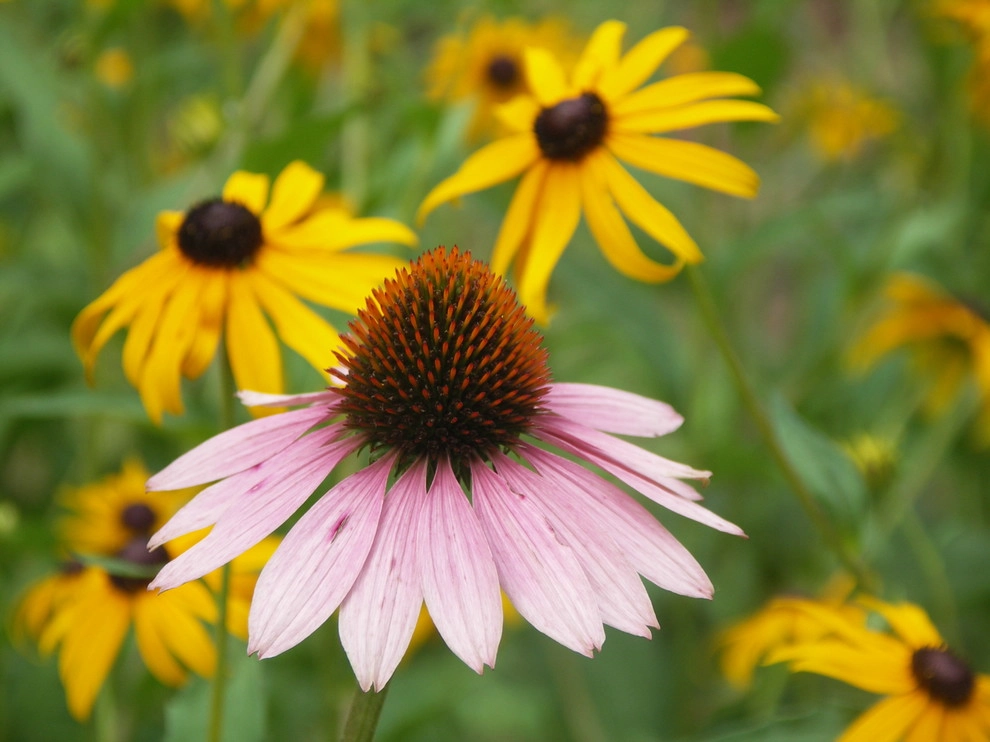 Native Plants and Planting Palettes by Earth Design, Inc. - Photo 4