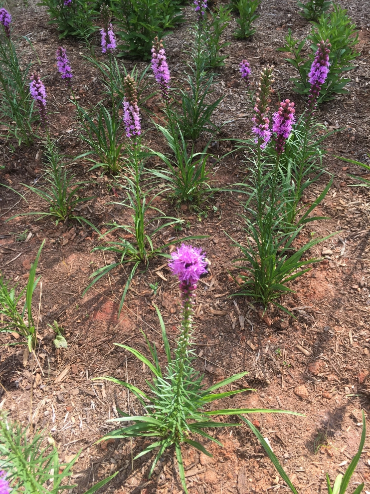 Native Plants and Planting Palettes by Earth Design, Inc. - Photo 24